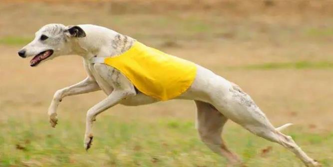 关于惠比特犬，你了解这些吗？