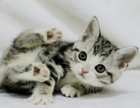 新手养猫注意事项有哪些?