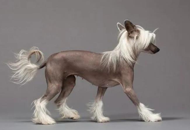 中国冠毛犬品种简介