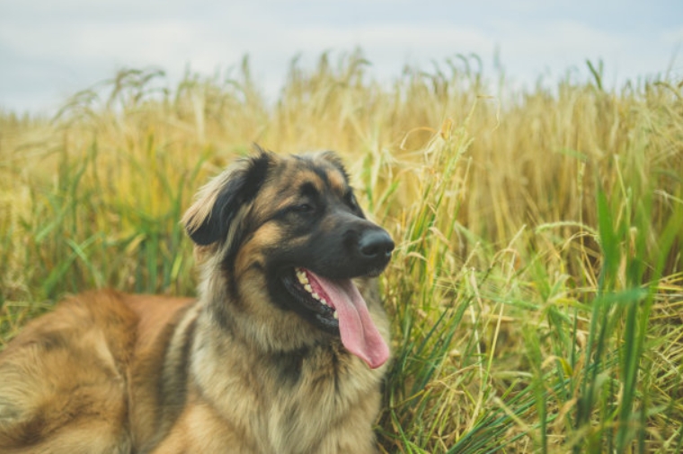 狗狗品种简介：兰波格犬介绍