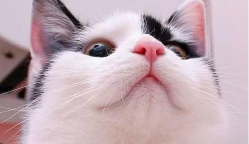 猫咪鼻头的黑色猫藓怎么处理，别掉以轻心！