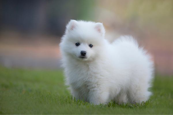 喂养萨摩耶幼犬的一些常识
