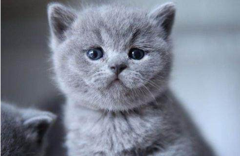 给猫咪绝育到底要花多少钱