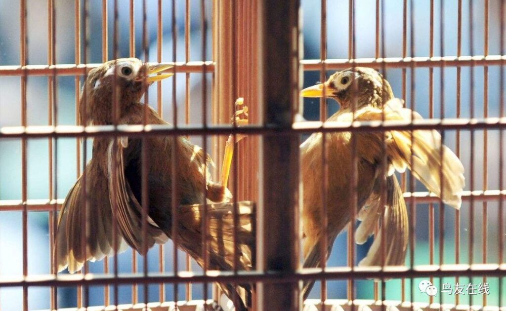 斗画眉鸟如何快速上性、起火、进行打斗训练?