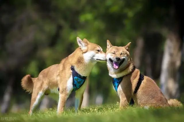 柴犬好养吗？4大饲养柴柴前该注意的事项