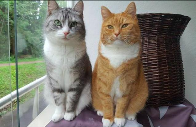 发现猫咪怀孕了该怎么处理更好