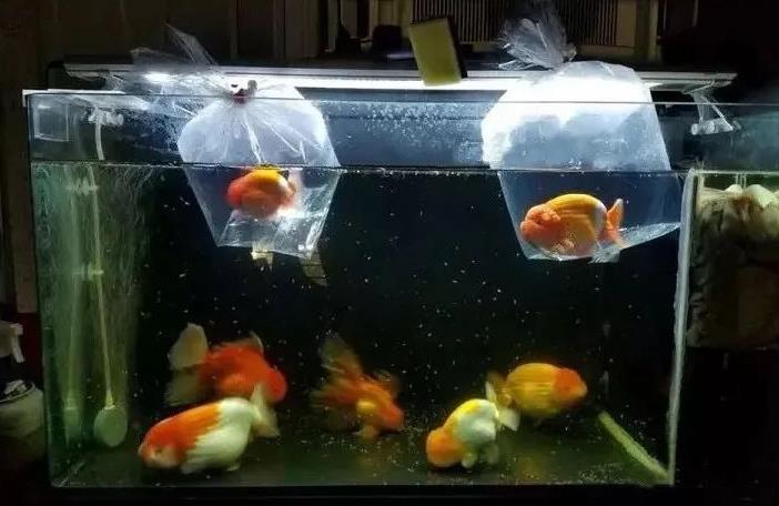 刚开始养金鱼的5个注意事项