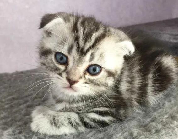 猫咪肠胃炎的症状、原因及治疗方法