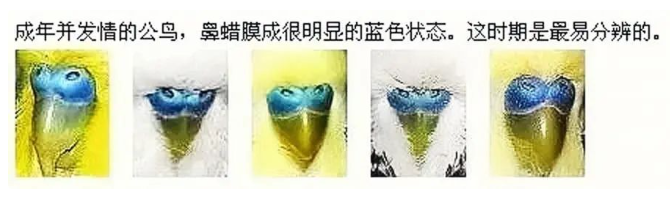 虎皮鹦鹉怎么分公母？