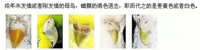 虎皮鹦鹉怎么分公母？