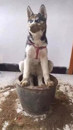 汪星人：快说，养花还是养我，只能选一种！