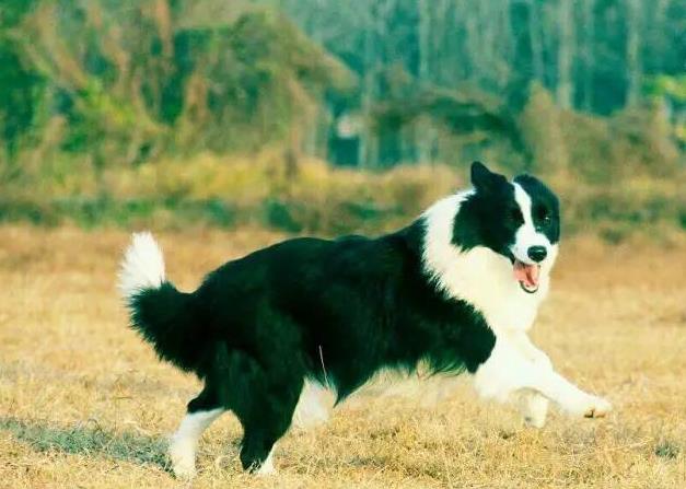 边境牧羊犬刚买回家要注意哪些事情？