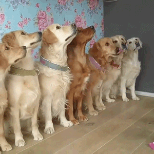 狗对主人这么好，是因为它们本身具有奴性！