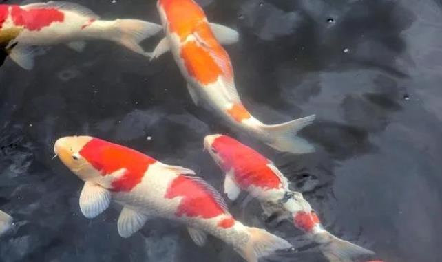 锦鲤的寓意和象征是什么？