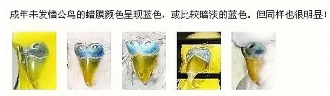 虎皮鹦鹉怎么分公母？