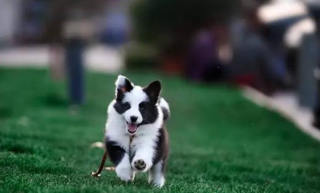 如何选购到自己满意的边境牧羊犬?