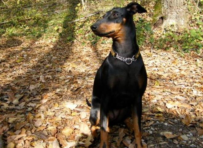 狗狗品种简介：曼彻斯特梗犬介绍