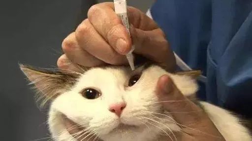 猫咪眼屎多是病吗？观察猫咪眼屎颜色，判断猫咪状况
