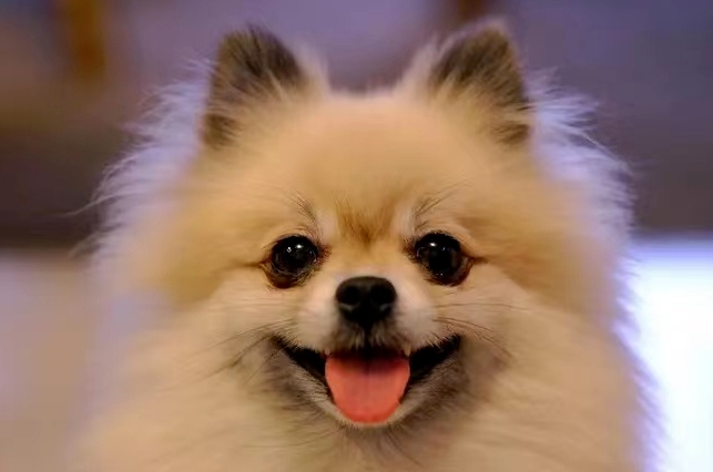 博美犬与银狐犬怎么区分？