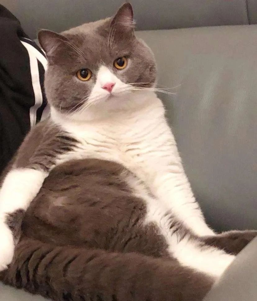 英国短毛猫怎么养？英国短毛猫的驯养方法