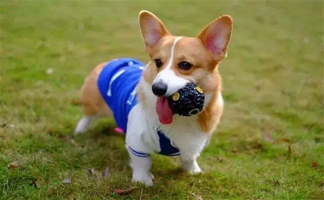 如何科学的饲养柯基犬?(柯基犬喂养秘籍)