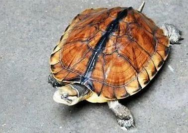 新手如何养好金钱龟？