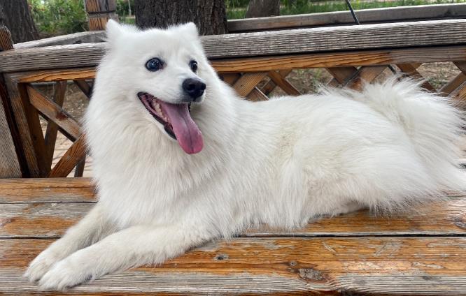 银狐犬走路跛腿是不是缺钙？