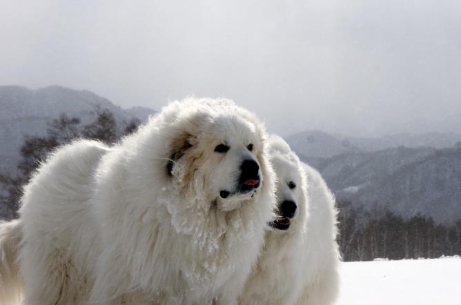 狗狗品种简介：大白熊犬介绍