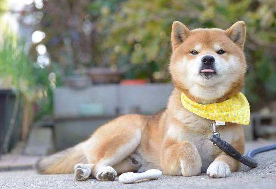 狗狗也有害怕的东西吗？