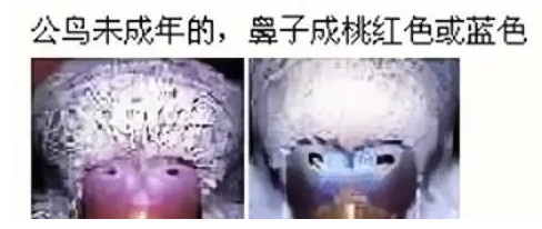虎皮鹦鹉怎么分公母？