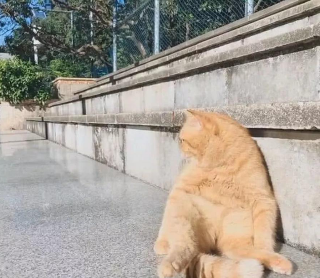 加菲猫午后休闲，躺在院子里晒太阳，销魂姿势让主人笑岔气！