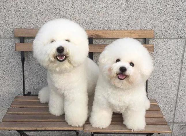 比熊犬品种介绍