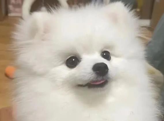 狗狗品种介绍：博美犬简介