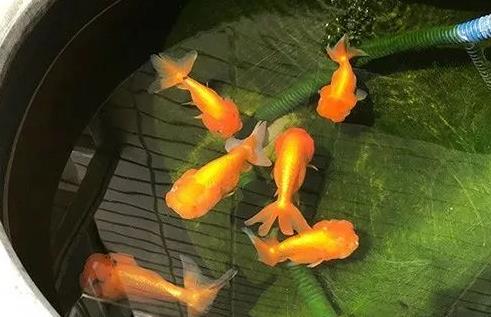 养金鱼要怎么养水？（金鱼的养水之道）