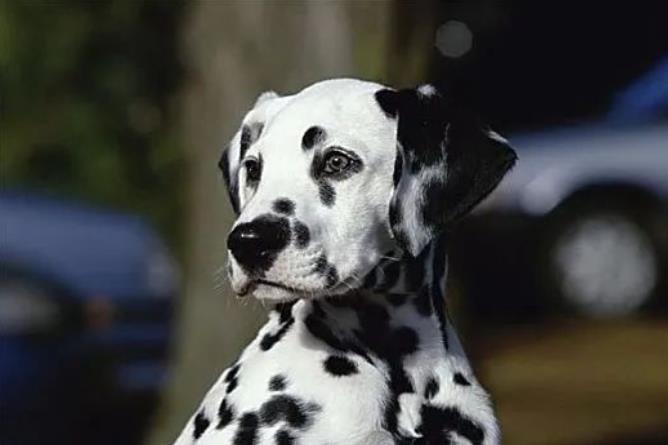 斑点犬品种简介