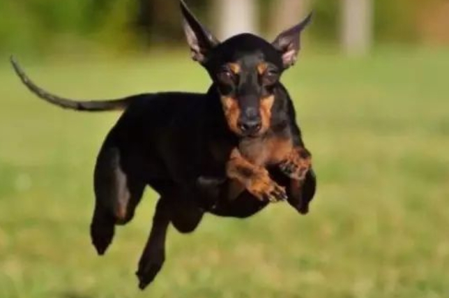 梗类犬大合集，你都知道这些犬吗？