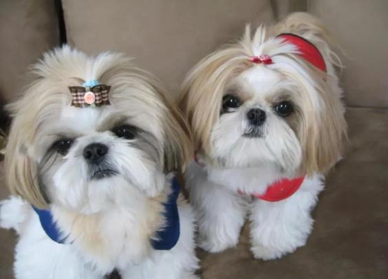狗狗品种简介：西施犬介绍