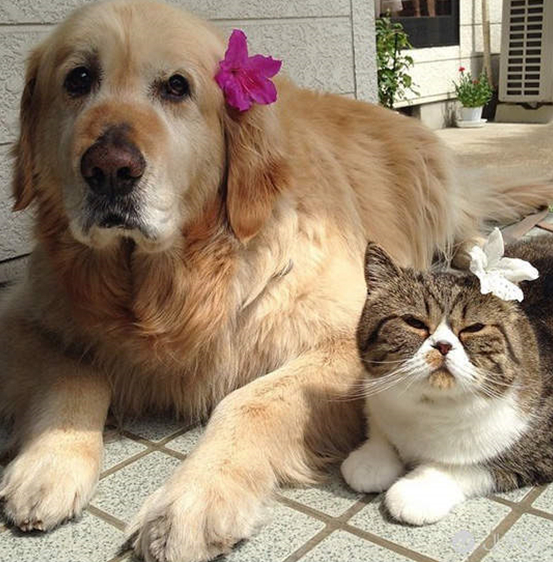 穷养狗富养猫，你真的懂原因吗？