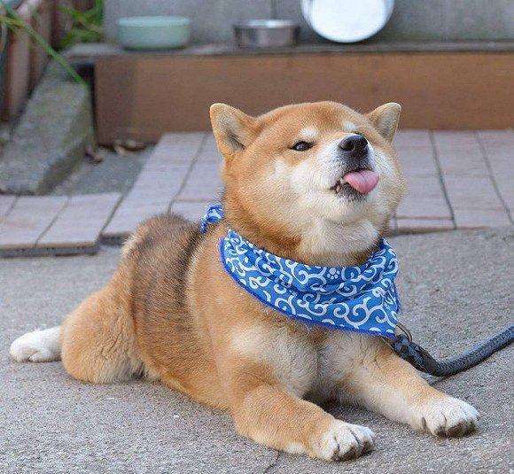 柴犬和秋天犬相比哪个区别在哪里