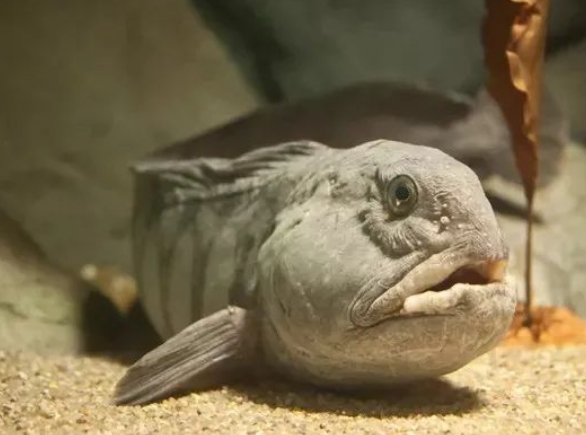 11种你从未见过的海底奇异之鱼