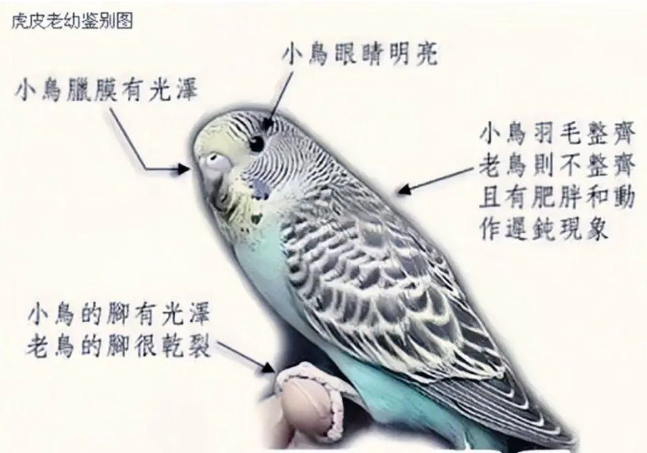虎皮鹦鹉怎么分公母？