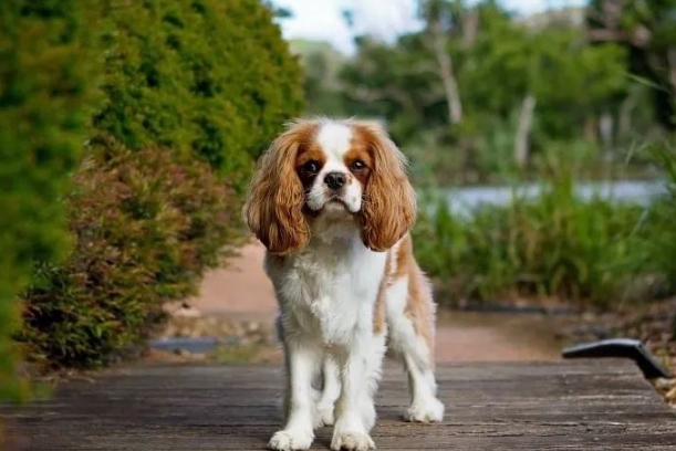查理士王小猎犬的形态特征及性格特征