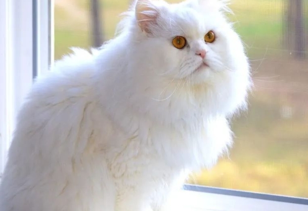 蒜瓣毛就是养得好？怎么从猫咪毛发看健康状态？