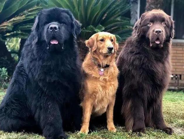 纽芬兰犬是什么犬？纽芬兰犬品种简介