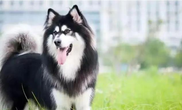 阿拉斯加犬的优缺点都有哪些？