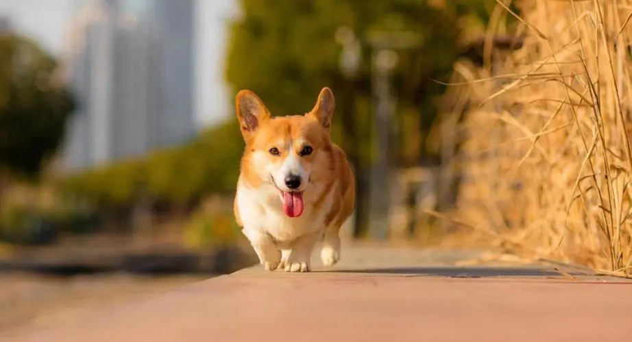 怎么挑选柯基犬？（柯基犬的选购要点）