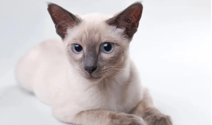猫咪品种简介：暹罗猫介绍