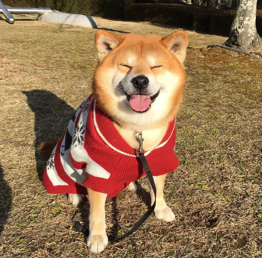 买狗狗时要注意什么