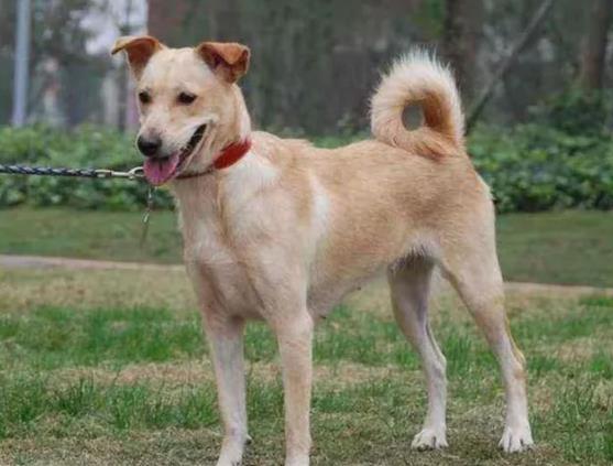 中华田园犬品种简介