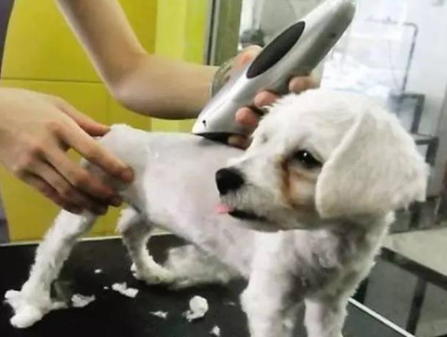 狗狗中暑急救措施及防暑攻略